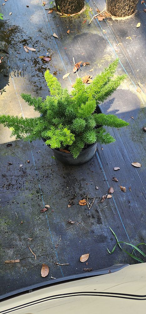 asparagus-densiflorus-meyerii-foxtail-fern-asparagus-densiflorus-myers