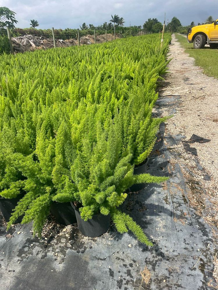 asparagus-densiflorus-meyerii-foxtail-fern-asparagus-densiflorus-myers