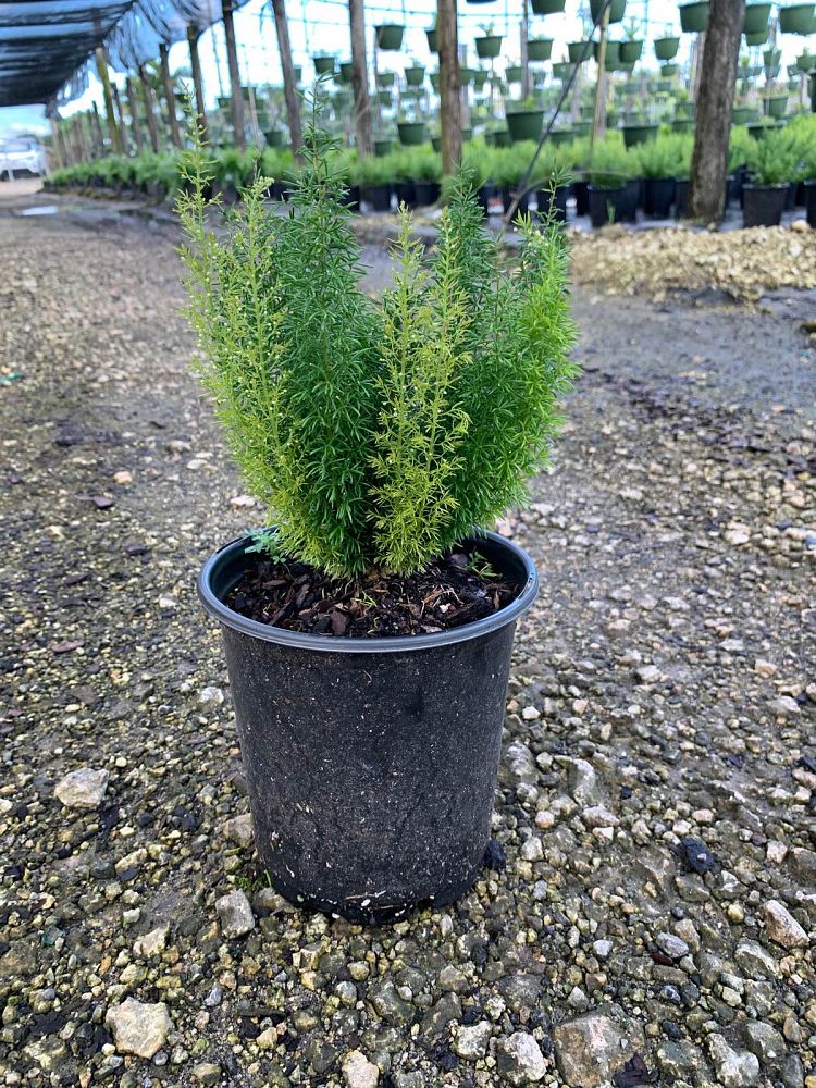 asparagus-densiflorus-meyerii-foxtail-fern-asparagus-densiflorus-myers