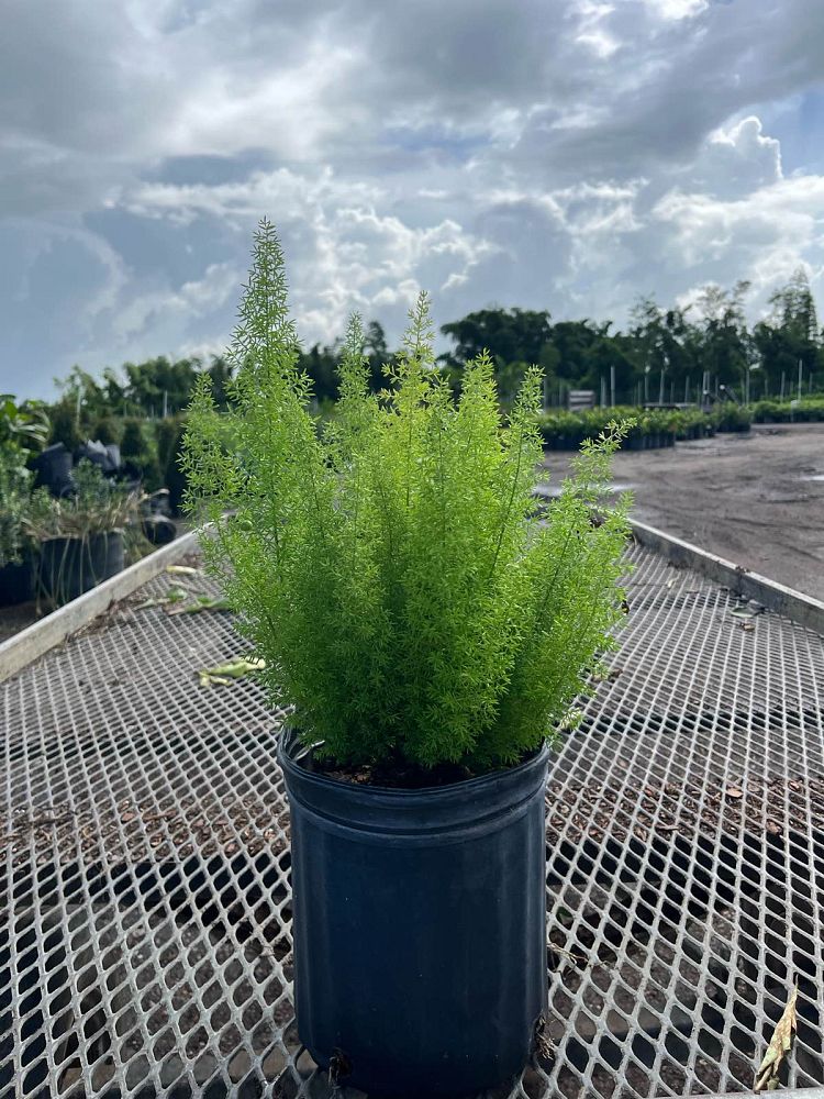 asparagus-densiflorus-meyerii-foxtail-fern-asparagus-densiflorus-myers