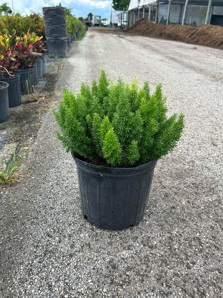 asparagus-densiflorus-meyerii-foxtail-fern-asparagus-densiflorus-myers