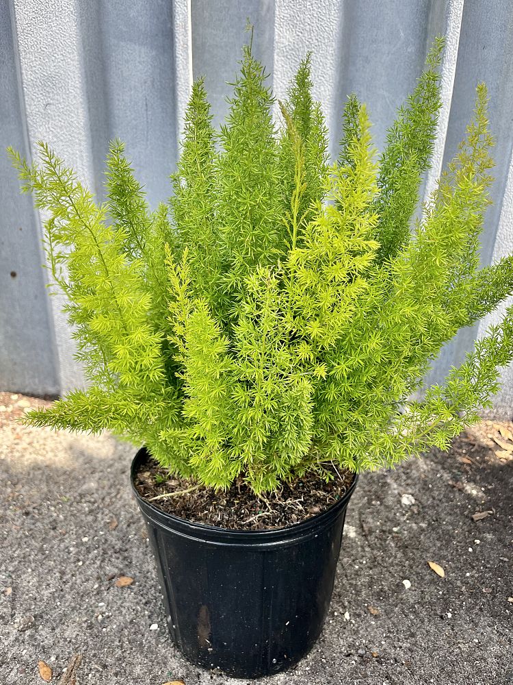 asparagus-densiflorus-meyerii-foxtail-fern-asparagus-densiflorus-myers