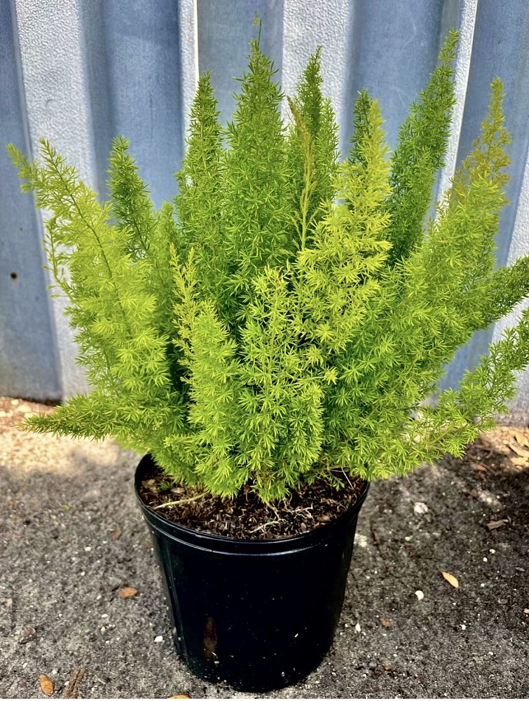asparagus-densiflorus-meyerii-foxtail-fern-asparagus-densiflorus-myers