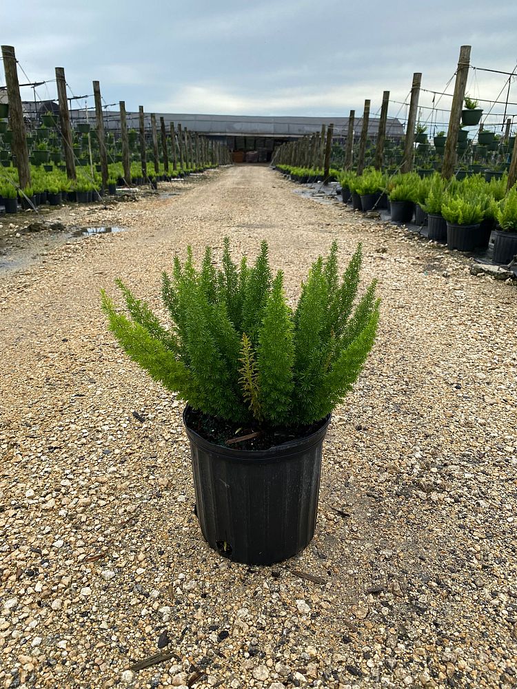 asparagus-densiflorus-meyerii-foxtail-fern-asparagus-densiflorus-myers