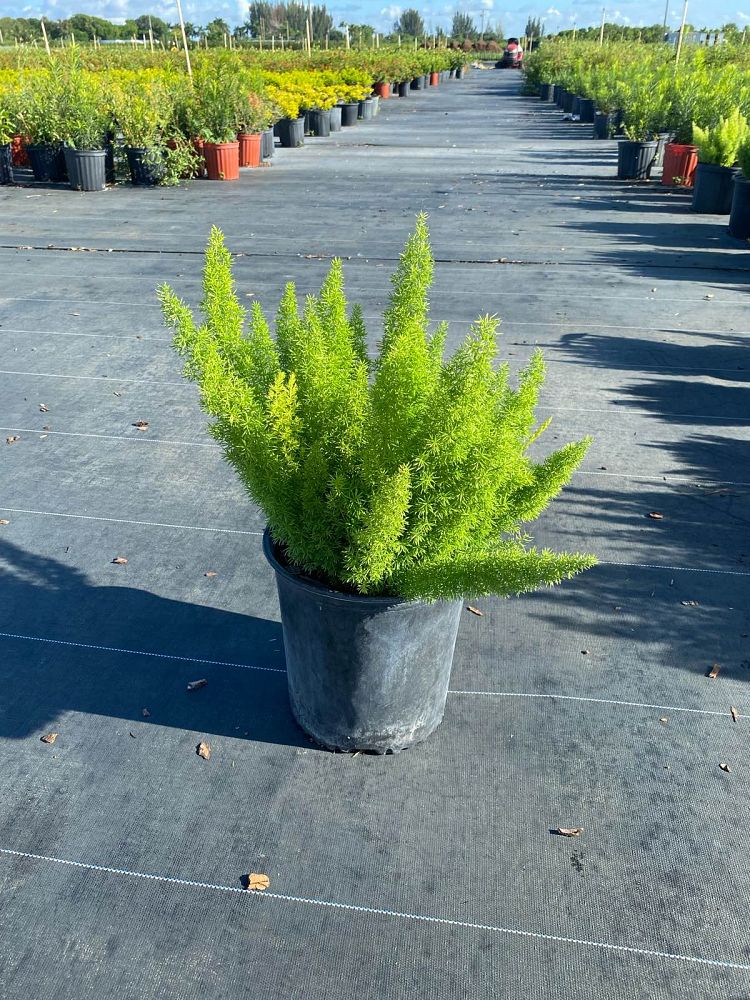 asparagus-densiflorus-meyerii-foxtail-fern-asparagus-densiflorus-myers