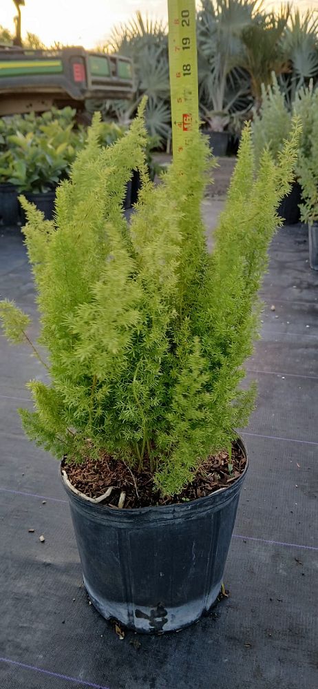 asparagus-densiflorus-meyerii-foxtail-fern-asparagus-densiflorus-myers