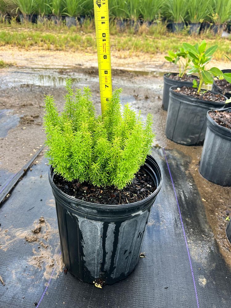 asparagus-densiflorus-meyerii-foxtail-fern-asparagus-densiflorus-myers