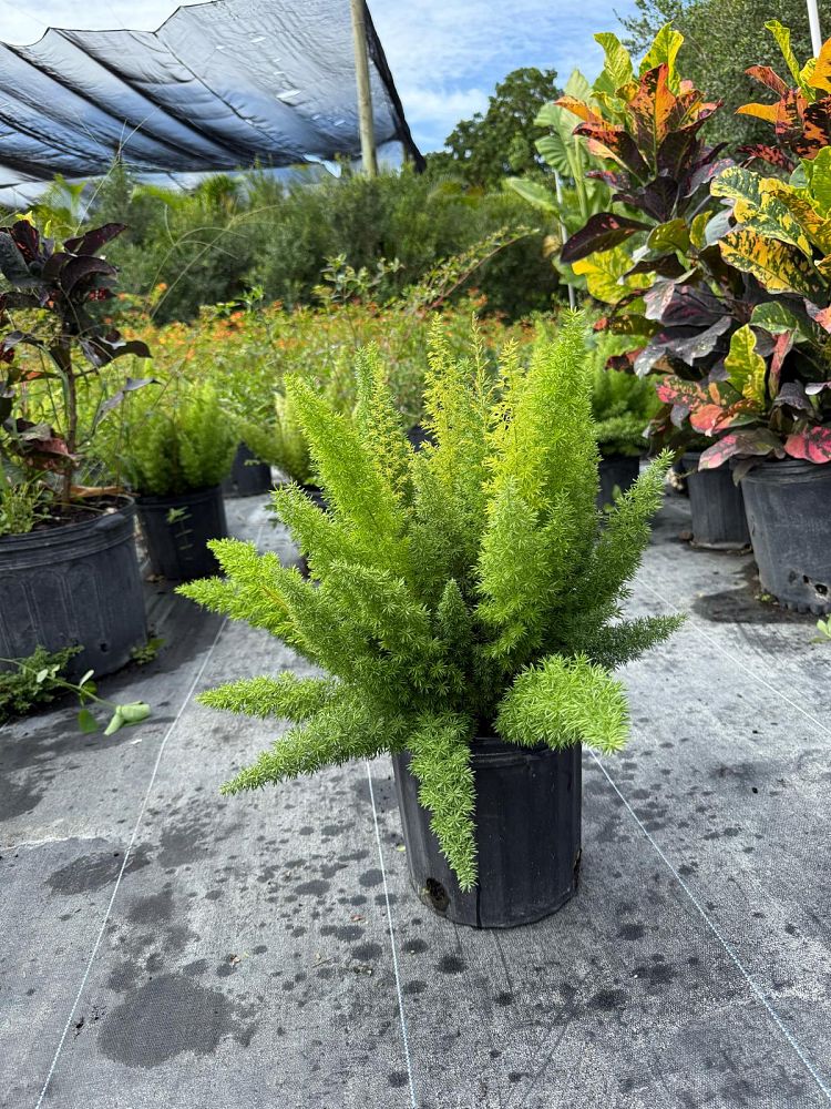 asparagus-densiflorus-meyerii-foxtail-fern-asparagus-densiflorus-myers