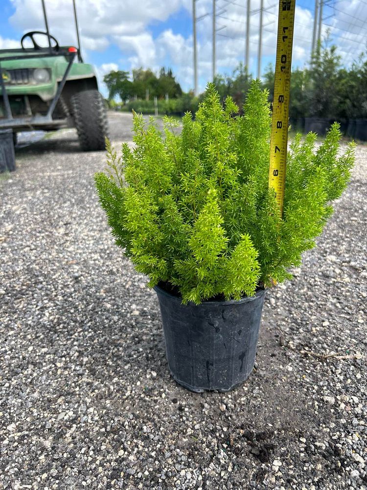 asparagus-densiflorus-meyerii-foxtail-fern-asparagus-densiflorus-myers