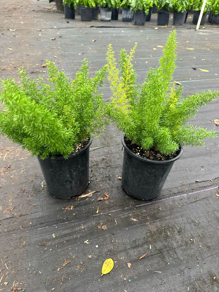 asparagus-densiflorus-meyerii-foxtail-fern-asparagus-densiflorus-myers