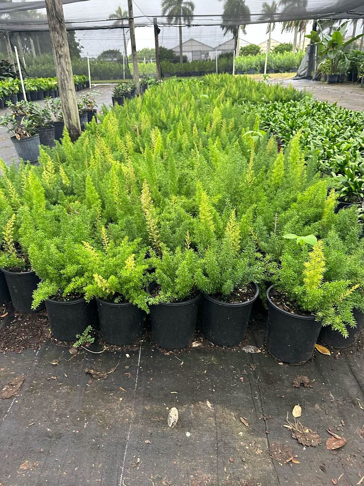 asparagus-densiflorus-meyerii-foxtail-fern-asparagus-densiflorus-myers