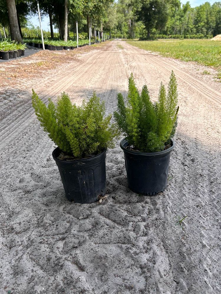 asparagus-densiflorus-meyerii-foxtail-fern-asparagus-densiflorus-myers