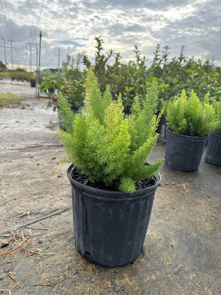 asparagus-densiflorus-meyerii-foxtail-fern-asparagus-densiflorus-myers