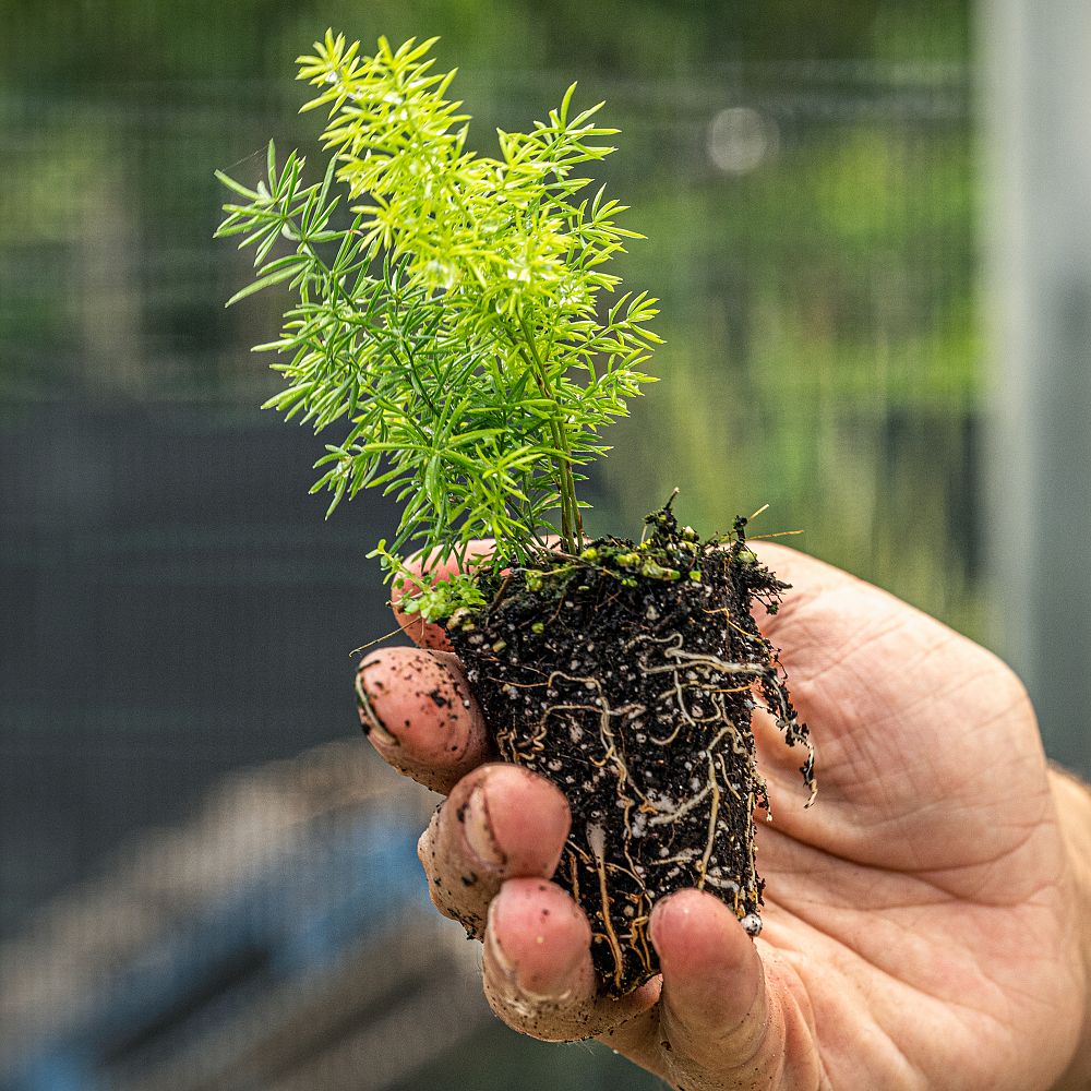 asparagus-densiflorus-meyerii-foxtail-fern-asparagus-densiflorus-myers