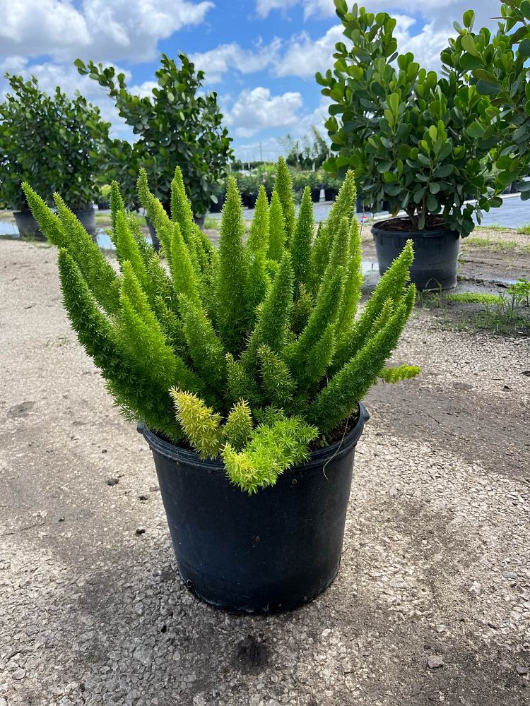 asparagus-densiflorus-meyerii-foxtail-fern-asparagus-densiflorus-myers