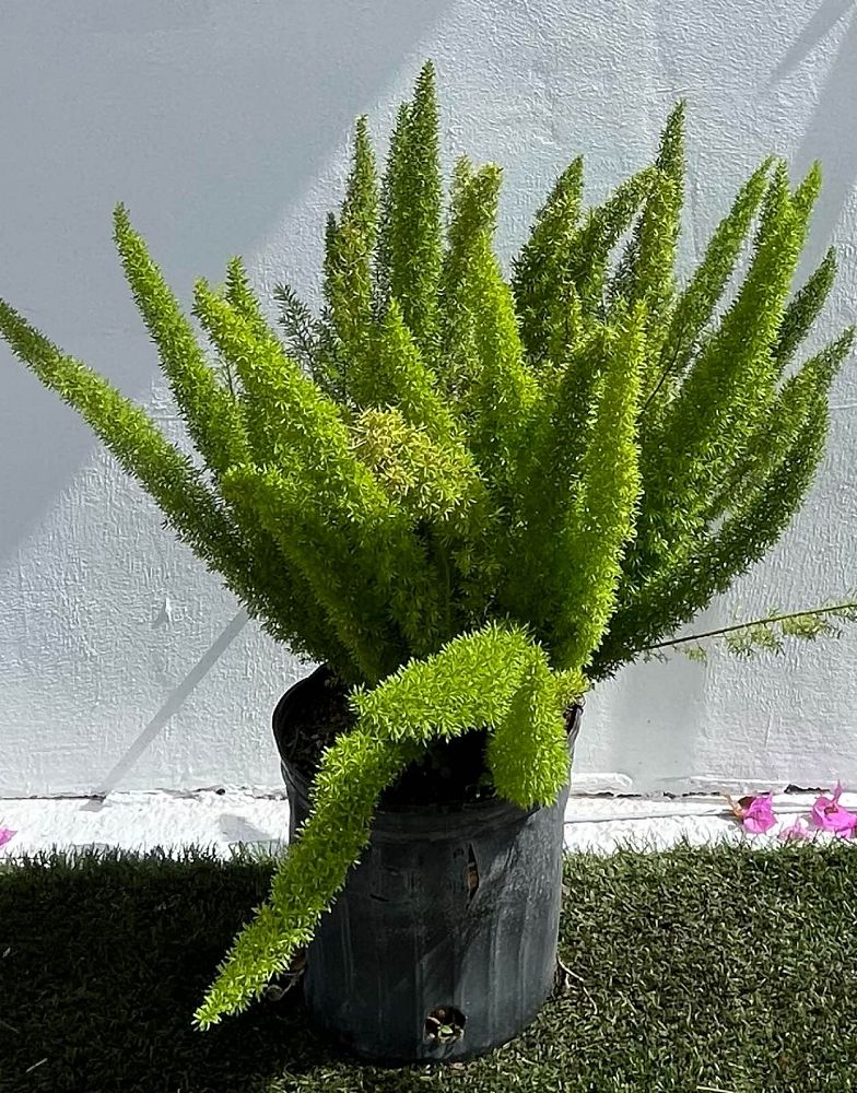 asparagus-densiflorus-meyerii-foxtail-fern-asparagus-densiflorus-myers