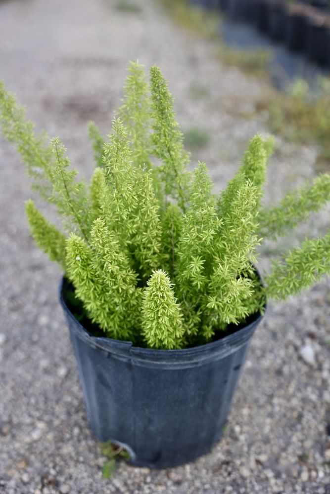 asparagus-densiflorus-meyerii-foxtail-fern-asparagus-densiflorus-myers