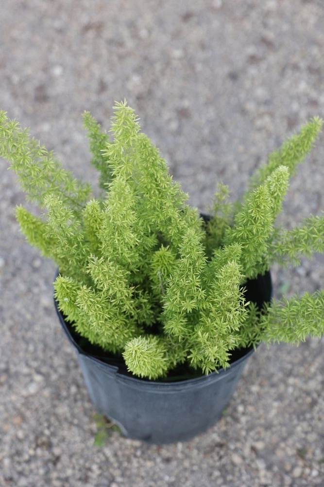 asparagus-densiflorus-meyerii-foxtail-fern-asparagus-densiflorus-myers
