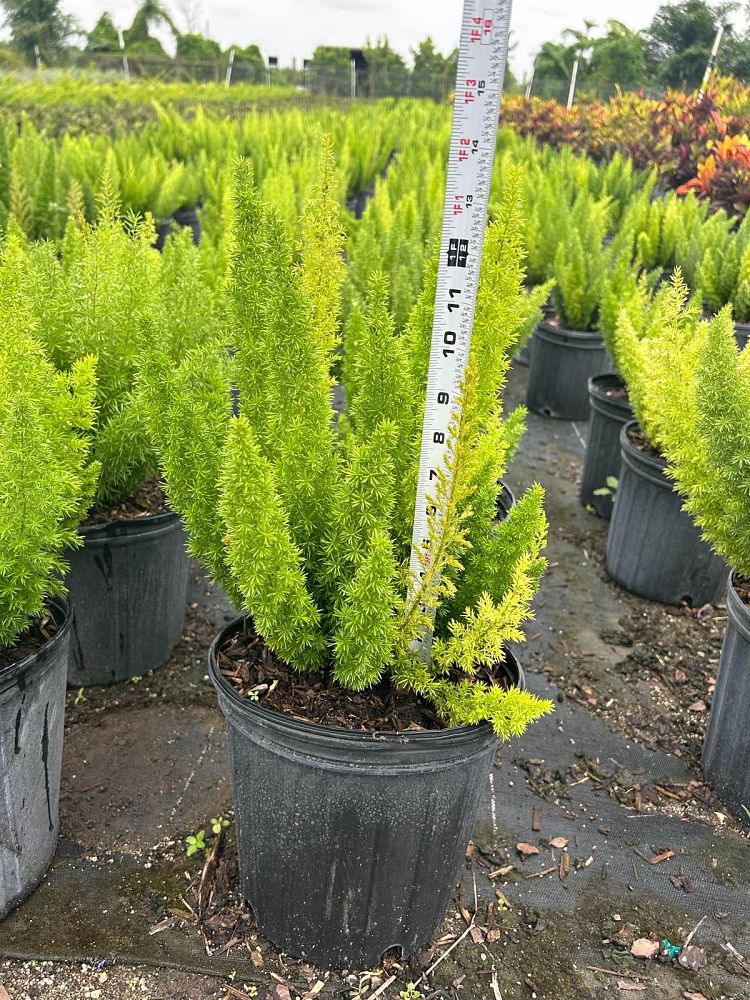asparagus-densiflorus-meyerii-foxtail-fern-asparagus-densiflorus-myers