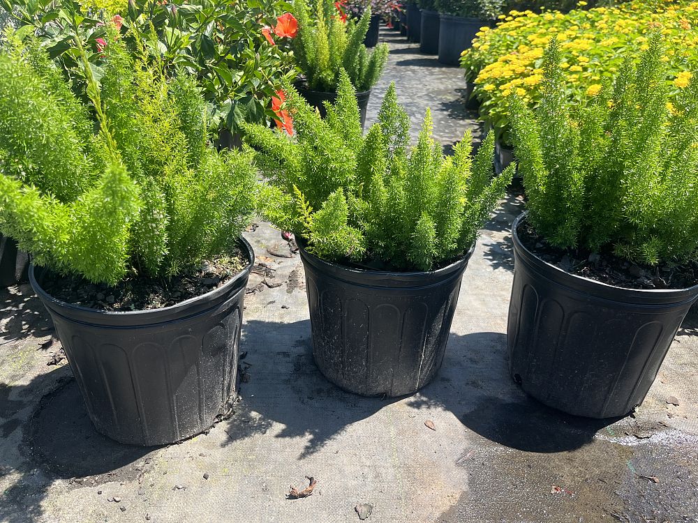 asparagus-densiflorus-meyerii-foxtail-fern-asparagus-densiflorus-myers
