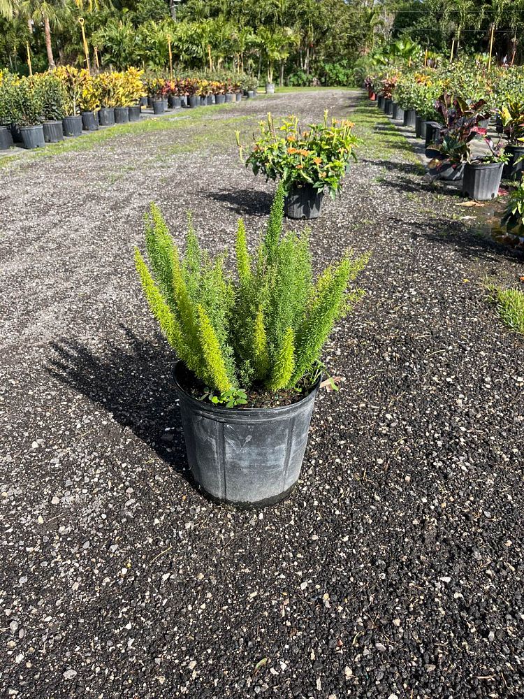 asparagus-densiflorus-meyerii-foxtail-fern-asparagus-densiflorus-myers