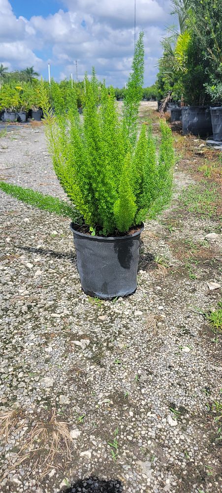asparagus-densiflorus-meyerii-foxtail-fern-asparagus-densiflorus-myers