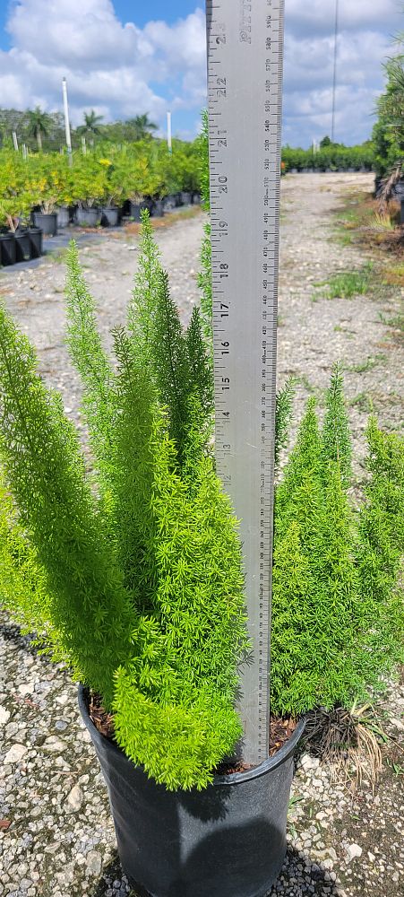 asparagus-densiflorus-meyerii-foxtail-fern-asparagus-densiflorus-myers