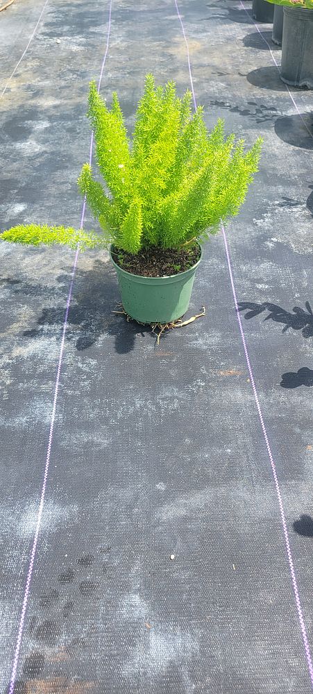 asparagus-densiflorus-meyerii-foxtail-fern-asparagus-densiflorus-myers