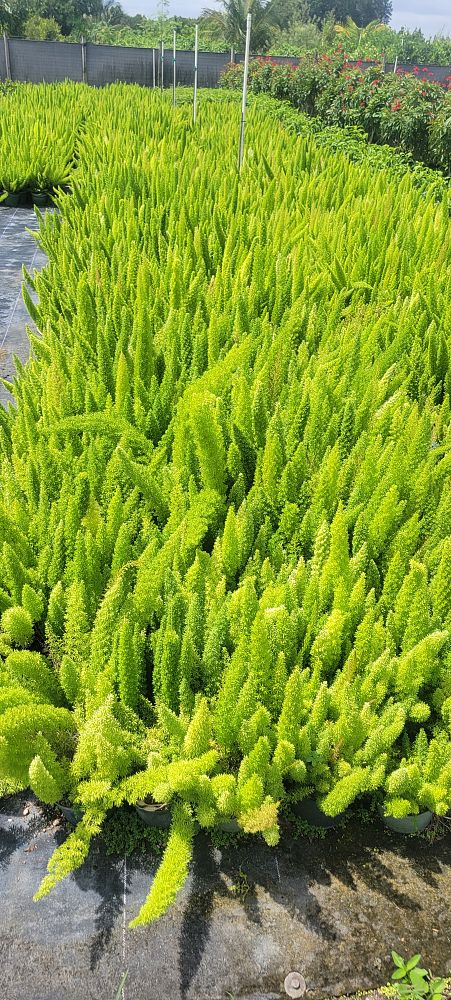 asparagus-densiflorus-meyerii-foxtail-fern-asparagus-densiflorus-myers