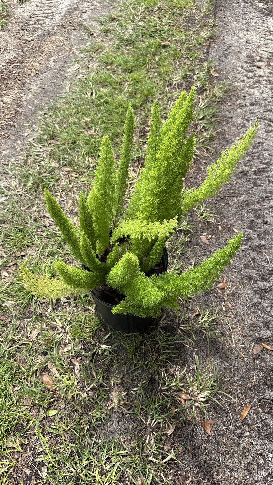 asparagus-densiflorus-meyerii-foxtail-fern-asparagus-densiflorus-myers