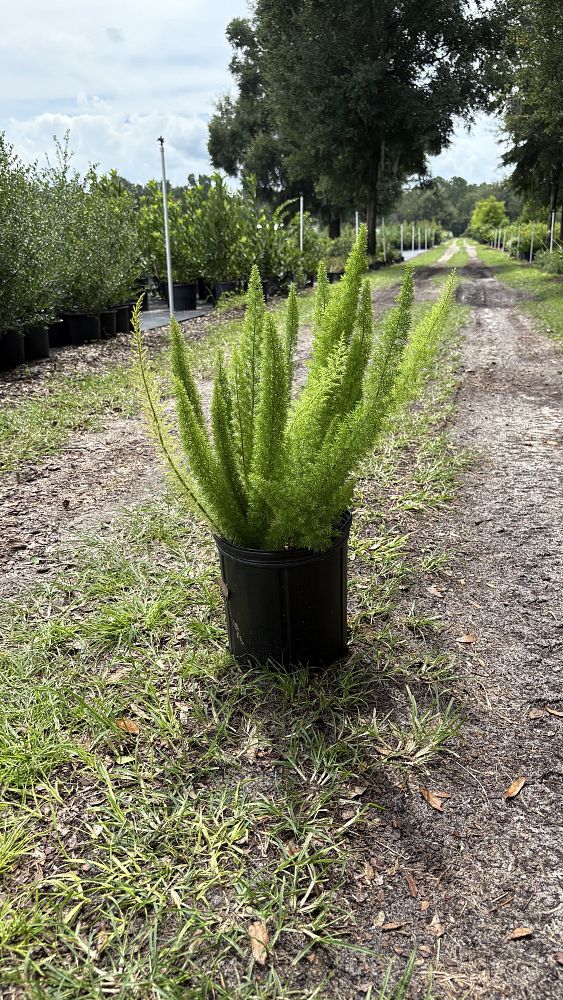 asparagus-densiflorus-meyerii-foxtail-fern-asparagus-densiflorus-myers