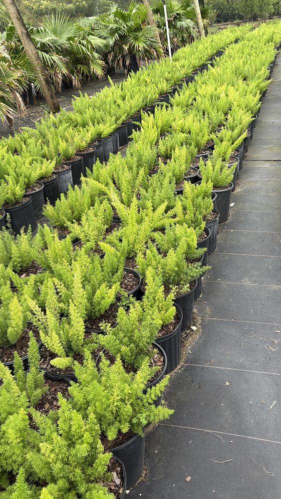 asparagus-densiflorus-meyerii-foxtail-fern-asparagus-densiflorus-myers