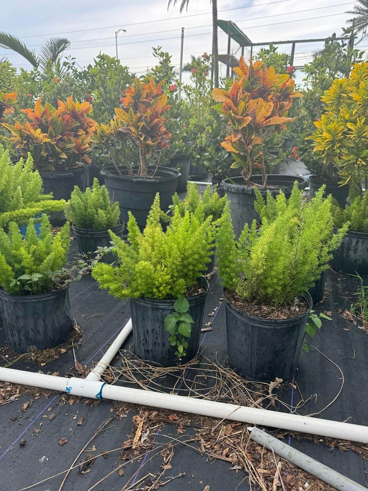 asparagus-densiflorus-meyerii-foxtail-fern-asparagus-densiflorus-myers