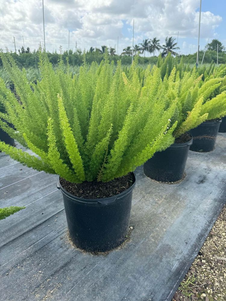 asparagus-densiflorus-meyerii-foxtail-fern-asparagus-densiflorus-myers