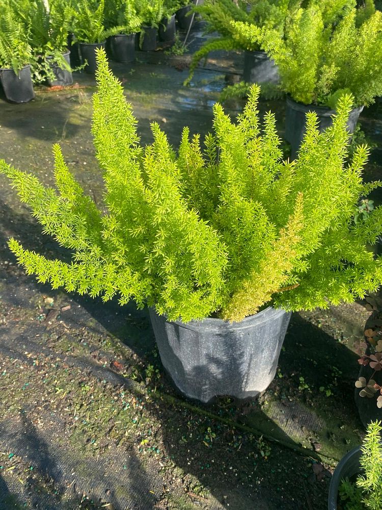 asparagus-densiflorus-meyerii-foxtail-fern-asparagus-densiflorus-myers