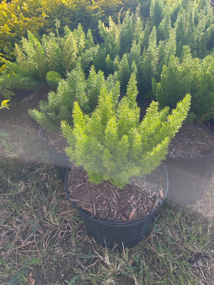 asparagus-densiflorus-meyerii-foxtail-fern-asparagus-densiflorus-myers
