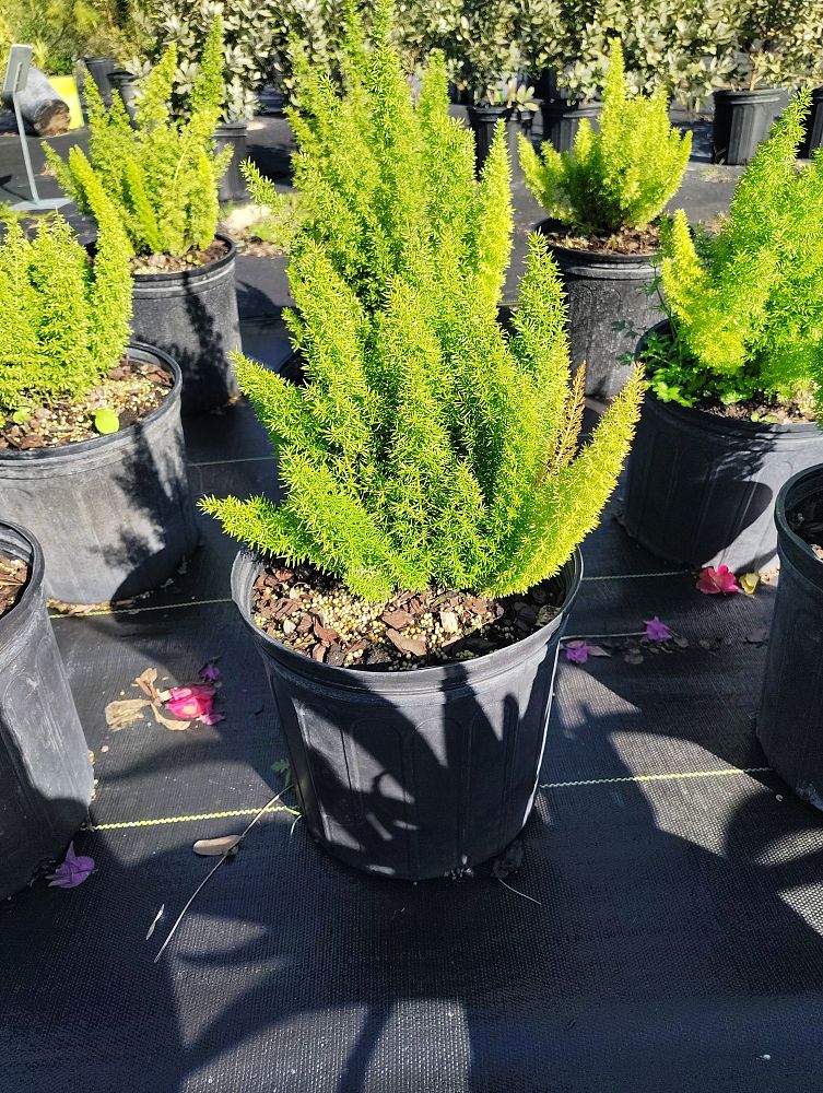 asparagus-densiflorus-meyerii-foxtail-fern-asparagus-densiflorus-myers