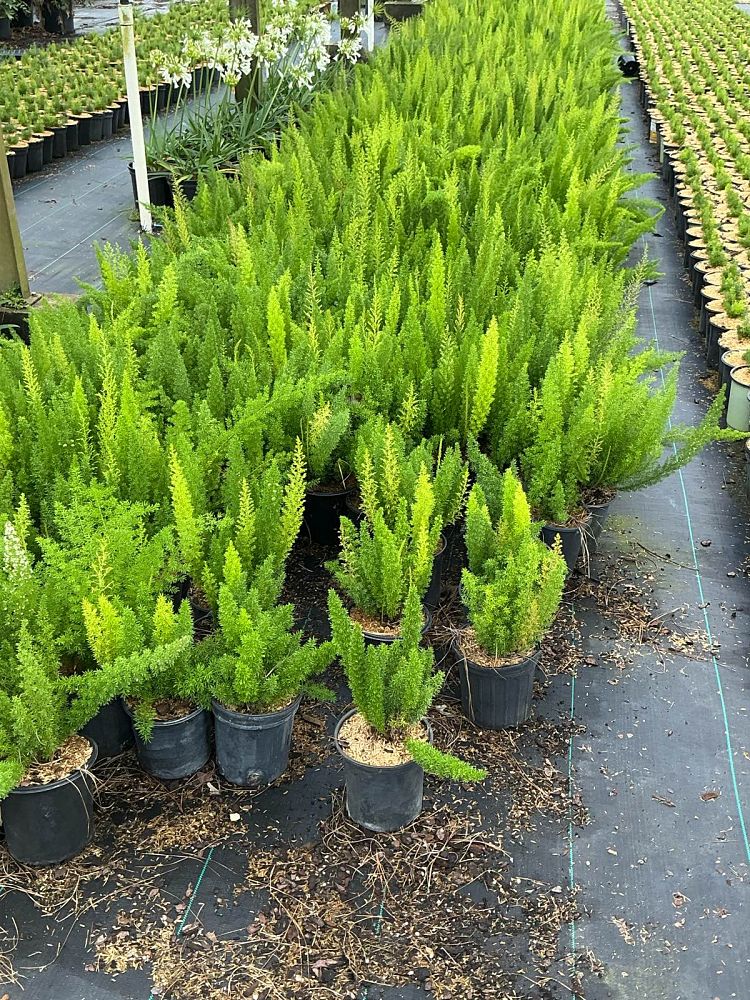 asparagus-densiflorus-meyerii-foxtail-fern-asparagus-densiflorus-myers