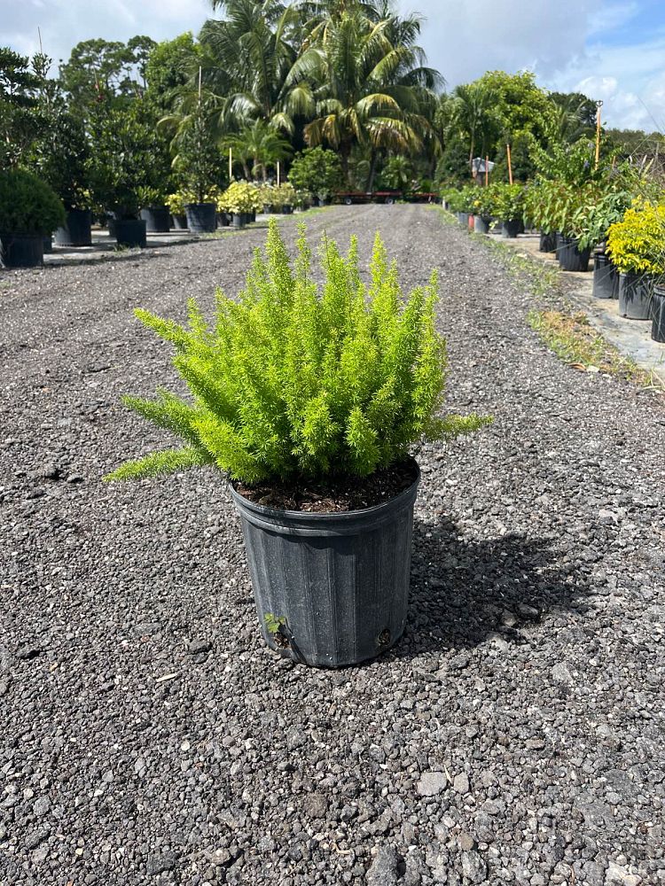 asparagus-densiflorus-meyerii-foxtail-fern-asparagus-densiflorus-myers