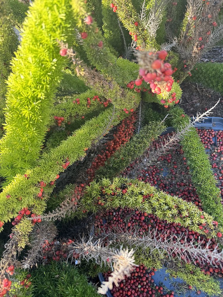 asparagus-densiflorus-meyerii-foxtail-fern-asparagus-densiflorus-myers