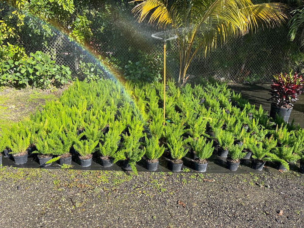 asparagus-densiflorus-meyerii-foxtail-fern-asparagus-densiflorus-myers
