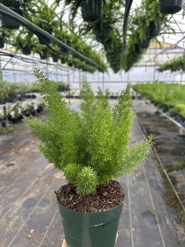 asparagus-densiflorus-meyerii-foxtail-fern-asparagus-densiflorus-myers
