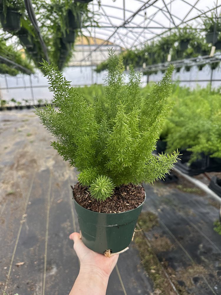 asparagus-densiflorus-meyerii-foxtail-fern-asparagus-densiflorus-myers