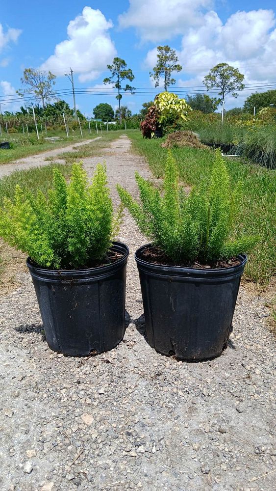 asparagus-densiflorus-meyerii-foxtail-fern-asparagus-densiflorus-myers