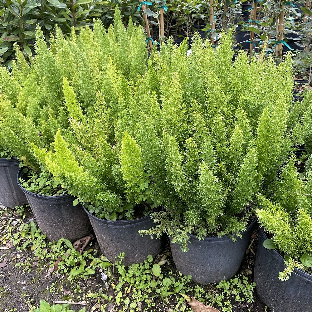 asparagus-densiflorus-meyerii-foxtail-fern-asparagus-densiflorus-myers