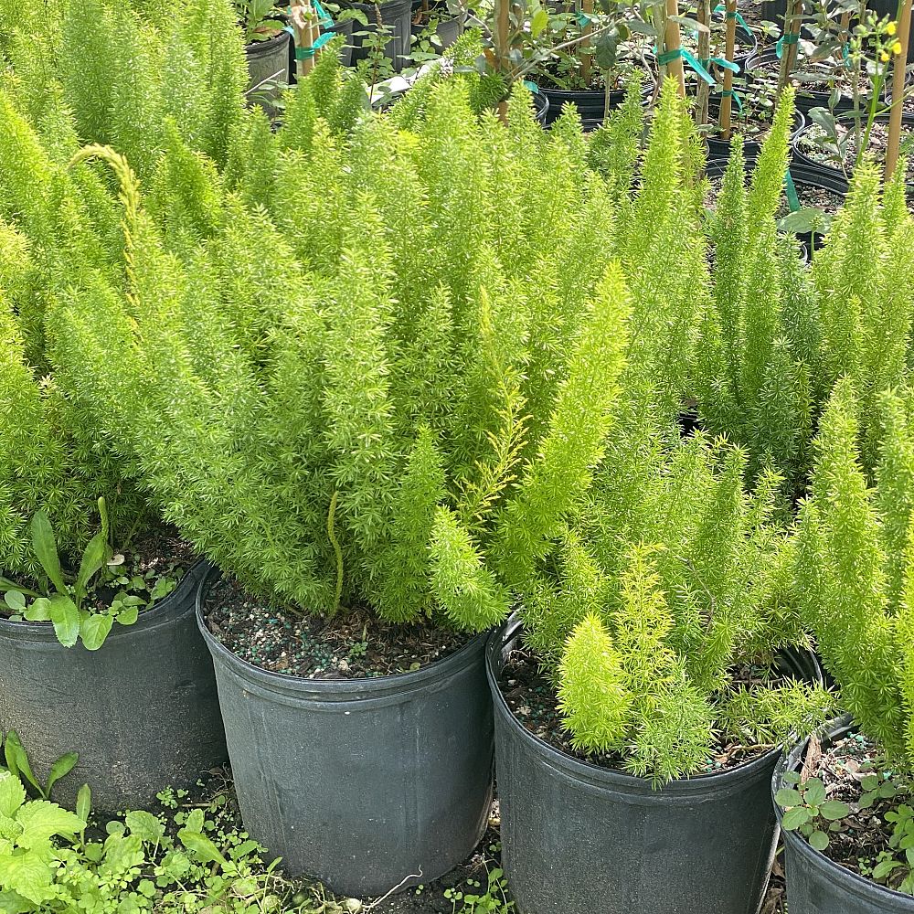asparagus-densiflorus-meyerii-foxtail-fern-asparagus-densiflorus-myers