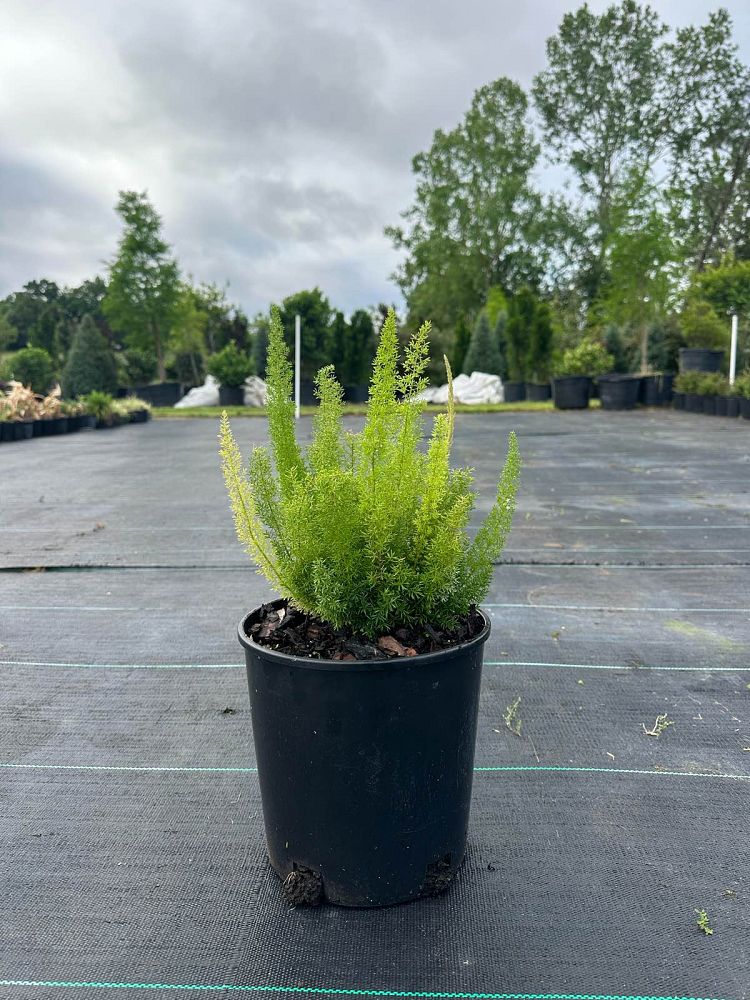 asparagus-densiflorus-meyerii-foxtail-fern-asparagus-densiflorus-myers