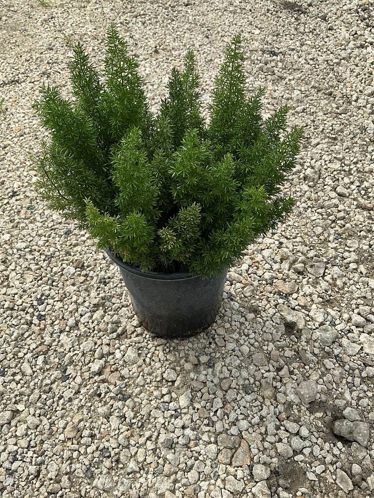 asparagus-densiflorus-meyerii-foxtail-fern-asparagus-densiflorus-myers