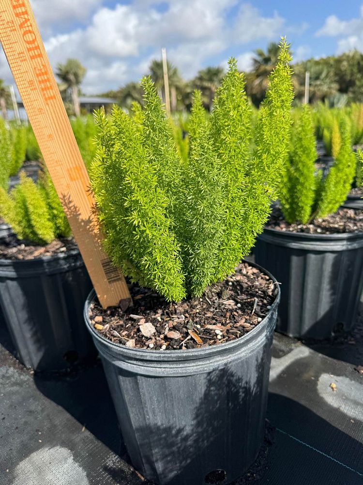 asparagus-densiflorus-meyerii-foxtail-fern-asparagus-densiflorus-myers