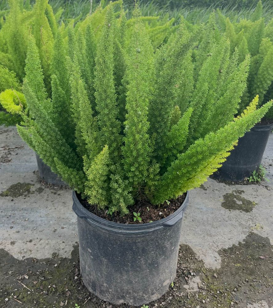 asparagus-densiflorus-meyerii-foxtail-fern-asparagus-densiflorus-myers